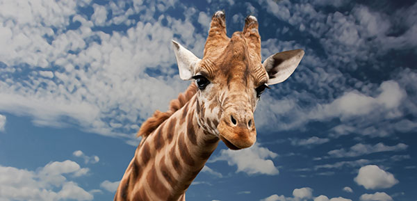 Sie hat stets den Überblick. Foto: pixabay.com