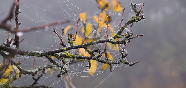 Altweibersommer. Foto: Lucyna/Adobe Stock