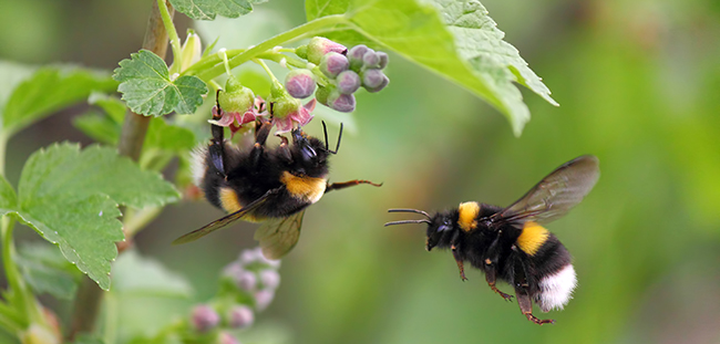 Hummeln sind staatsbildende Insekten. Foto: Den / Adobe Stock