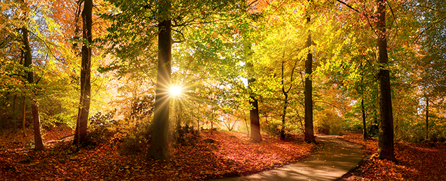 Abendsonne. Foto: Smileus /Adobe Stock
