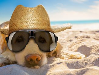 Sonnenbrillen sind so cool. Foto: Javir Borsch / Adobe Stock