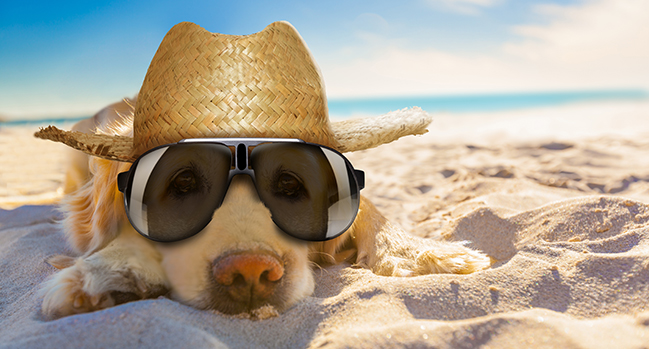 Sonnenbrillen sind so cool. Foto: Javir Borsch / Adobe Stock