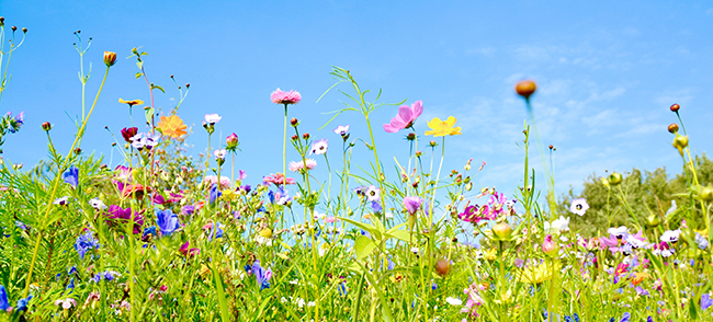 Wie gedeihen Wildblumen? Foto: S.H.exclusiv / Adobe Stock