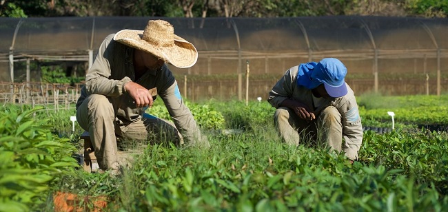 Ecosia - Bäume pflanzen in Brasilien